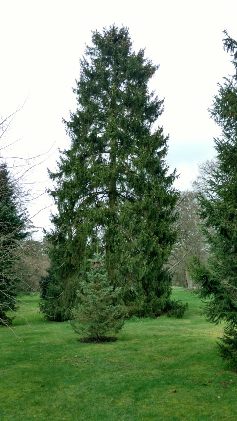 Picea abies plantplacesimage20170304_155912.jpg