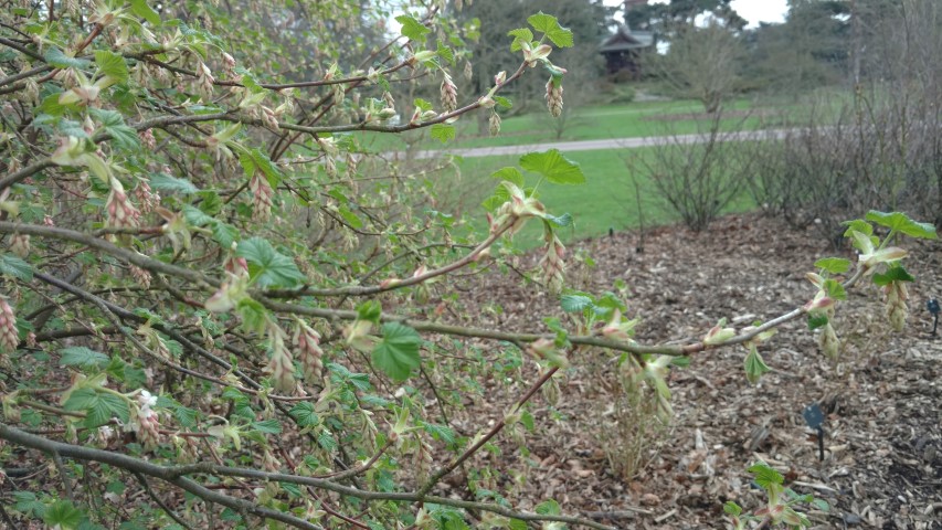 Ribes sanguineum plantplacesimage20170304_160046.jpg