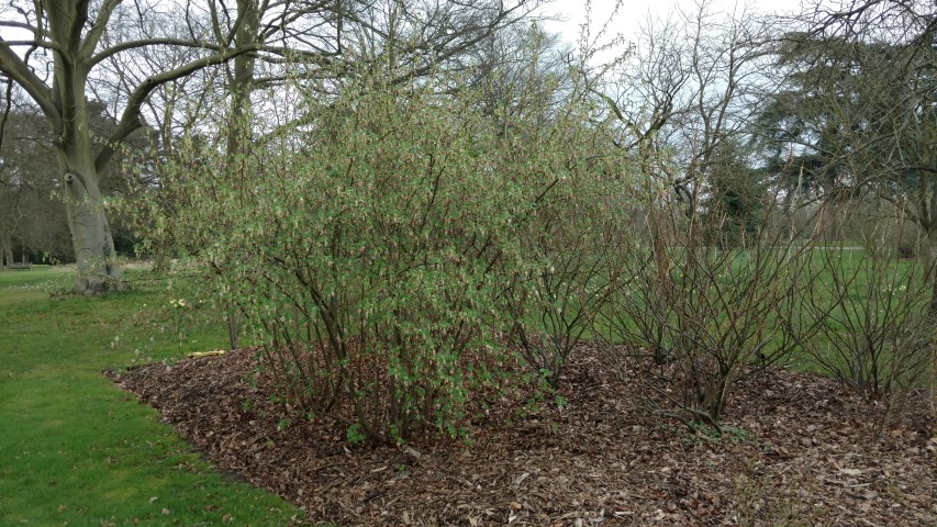 Ribes sanguineum plantplacesimage20170304_160107.jpg