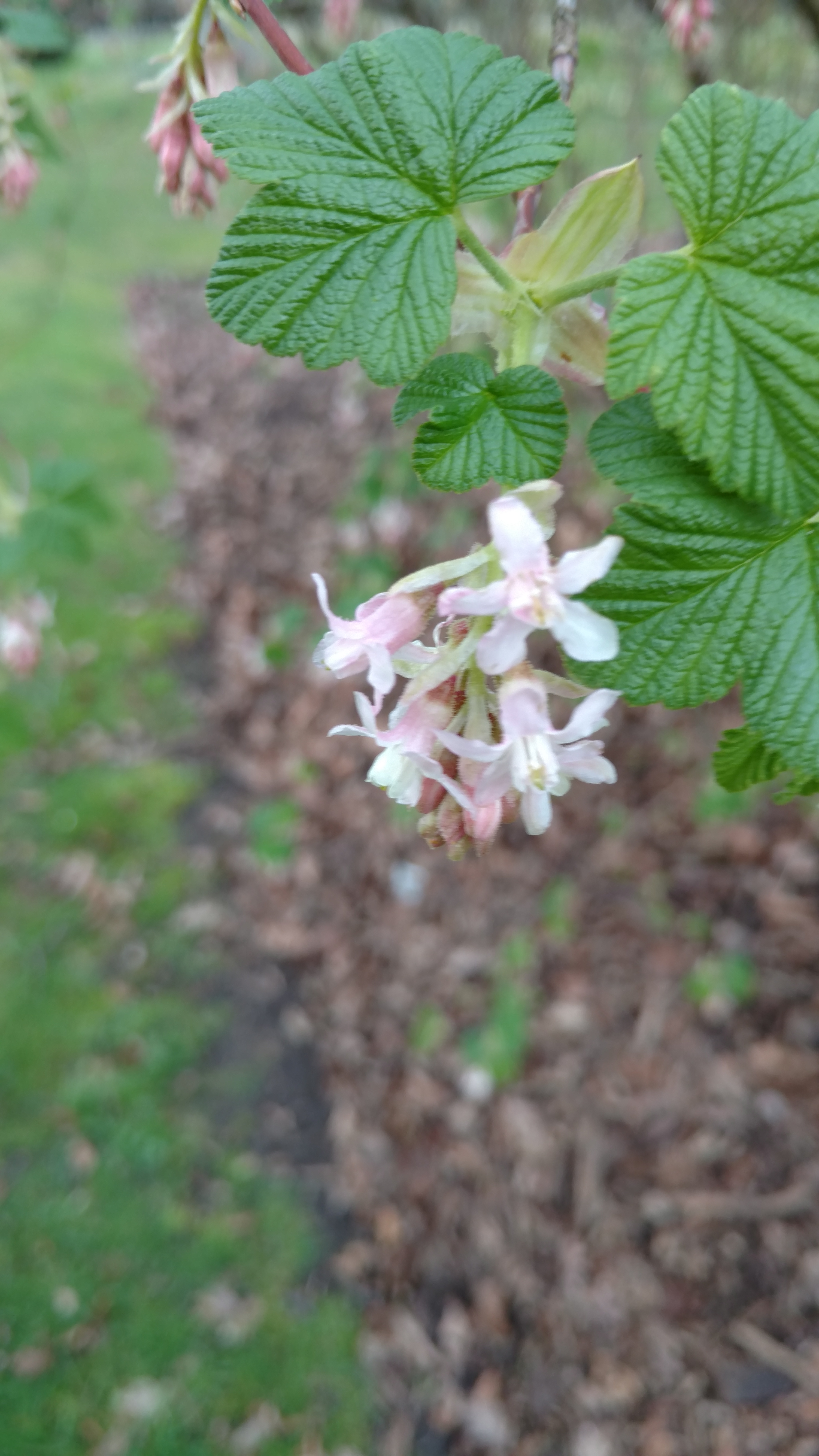 Ribes sanguineum plantplacesimage20170304_160123.jpg