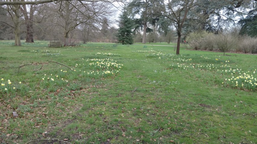 Narcissus spp plantplacesimage20170304_160156.jpg