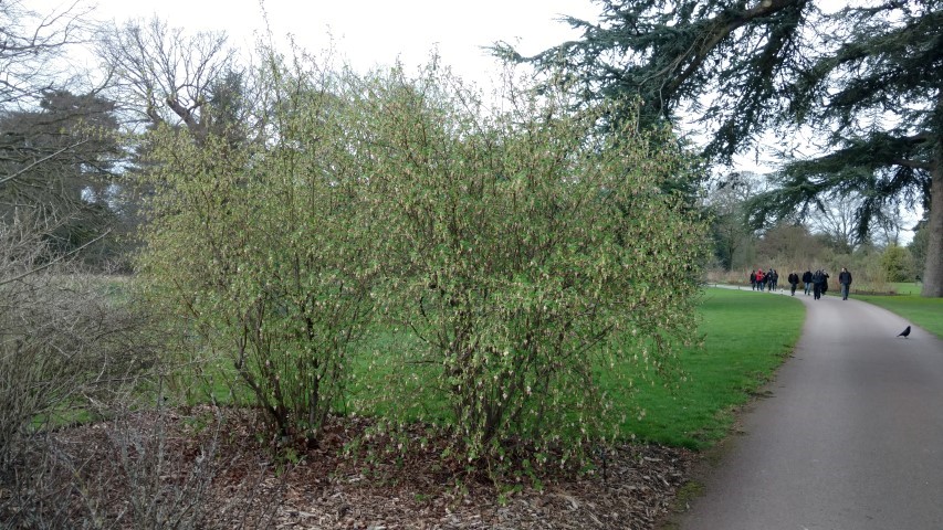 Ribes sanguineum plantplacesimage20170304_160355.jpg