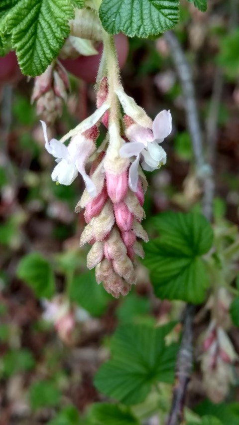 Ribes sanguineum plantplacesimage20170304_160415.jpg