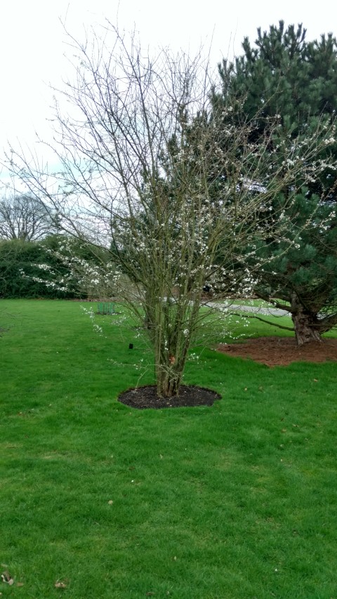 Prunus americana plantplacesimage20170304_160913.jpg