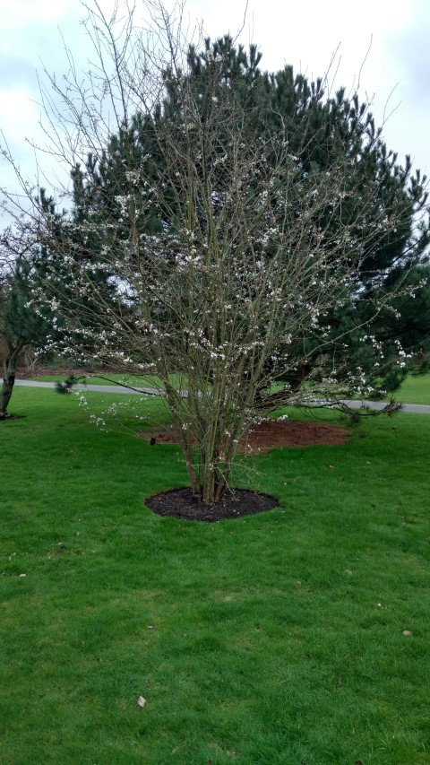 Prunus americana plantplacesimage20170304_160929.jpg