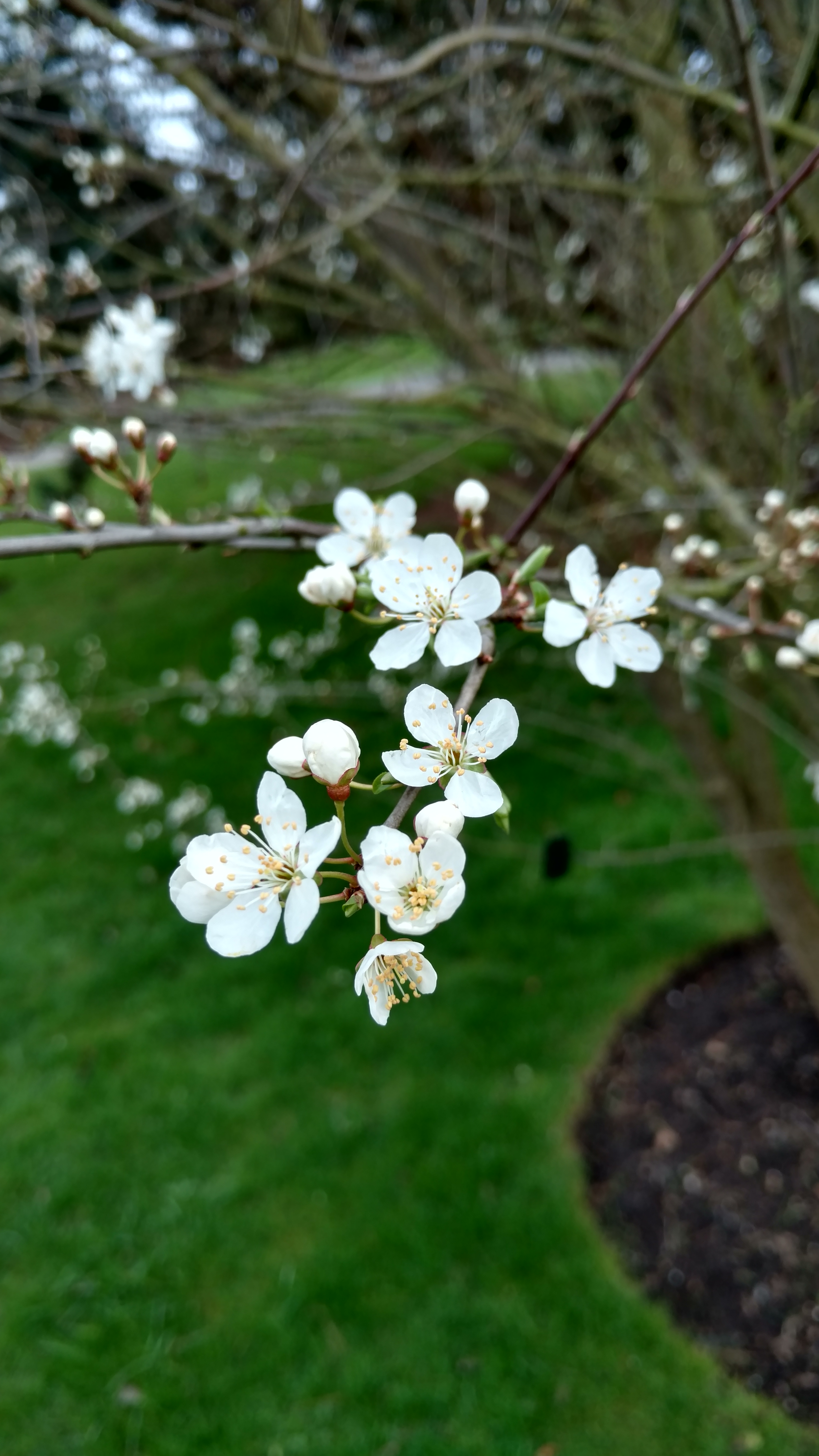 Prunus americana plantplacesimage20170304_160939.jpg