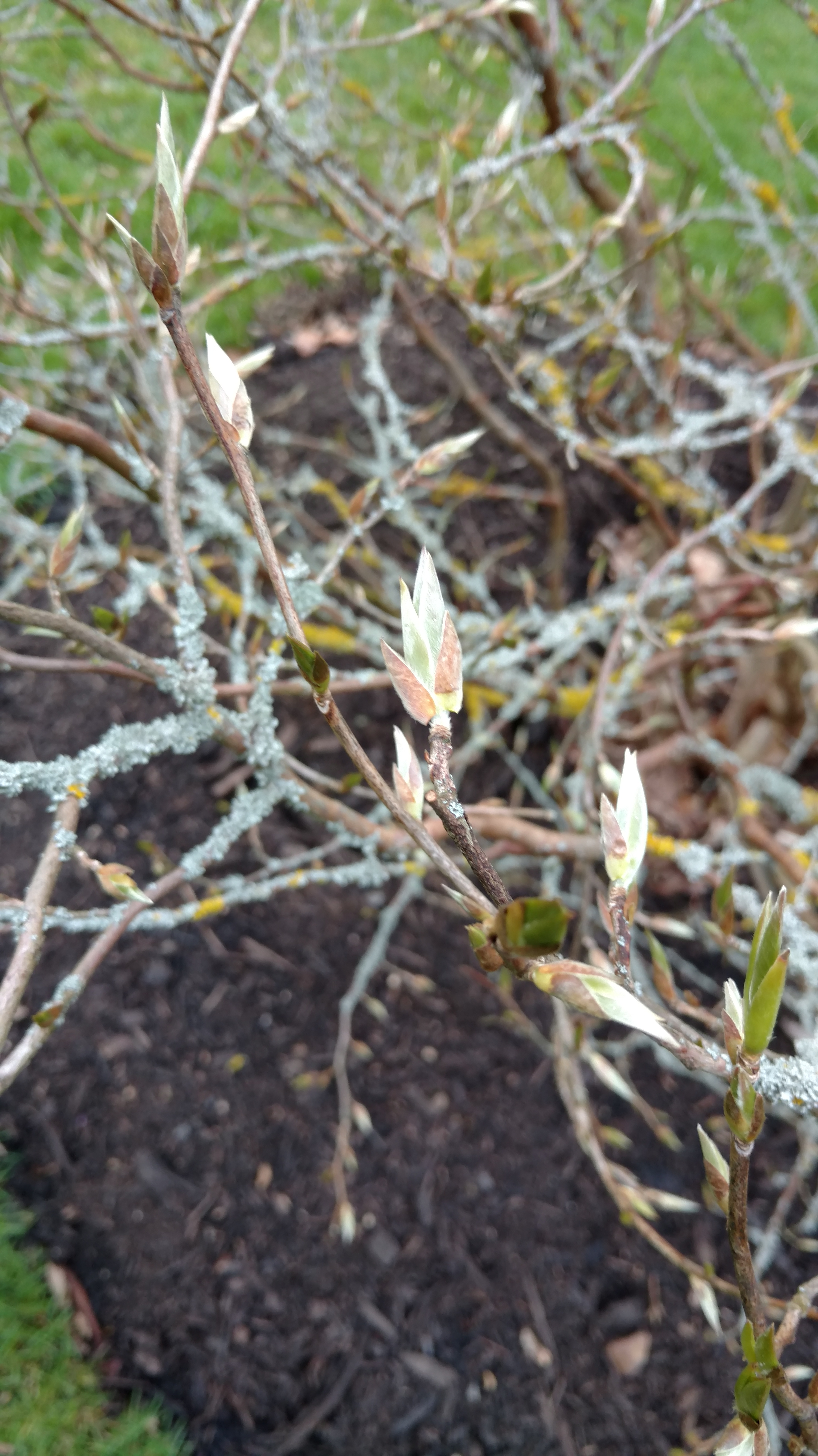 Stewartia sinensis plantplacesimage20170304_161612.jpg