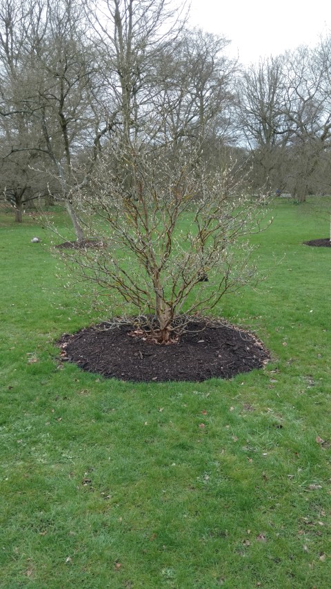 Stewartia sinensis plantplacesimage20170304_161625.jpg