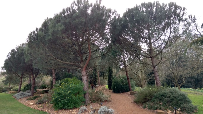 Pinus pinea plantplacesimage20170304_161823.jpg