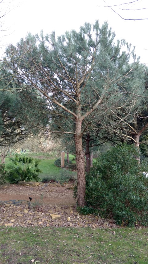 Pinus pinea plantplacesimage20170304_161839.jpg