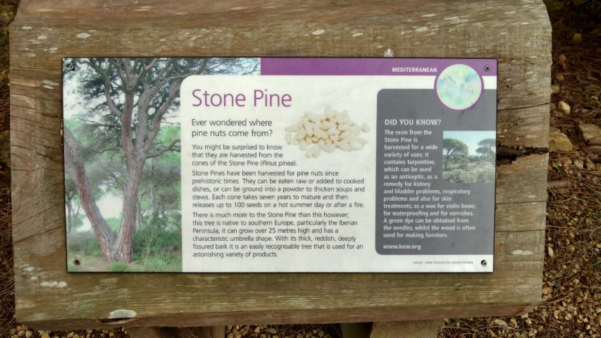 Pinus pinea plantplacesimage20170304_161948.jpg