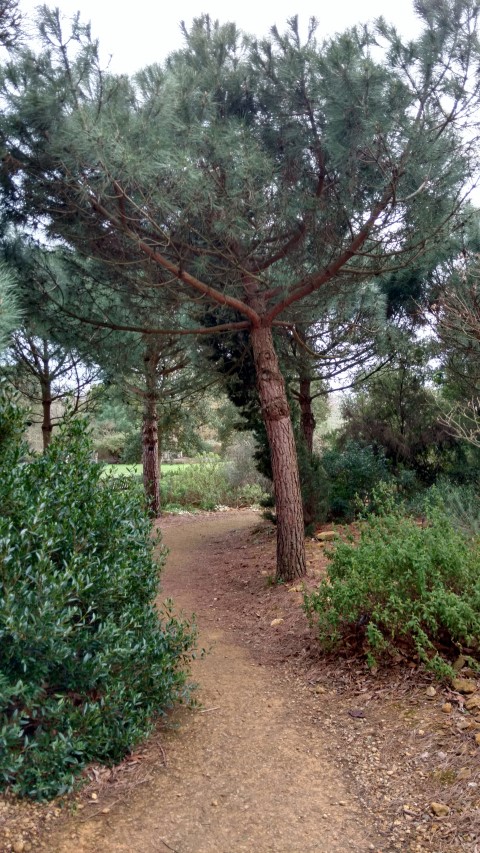 Pinus pinea plantplacesimage20170304_161958.jpg
