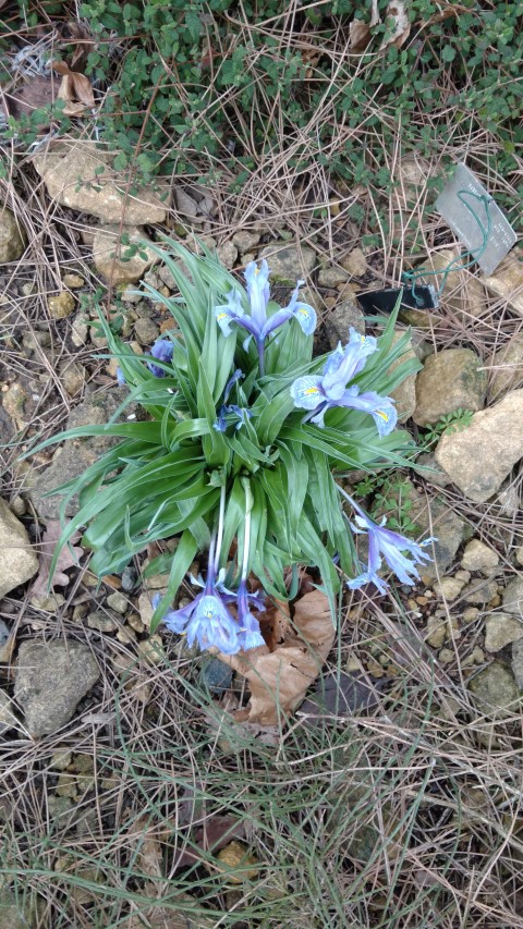 Iris planifolia plantplacesimage20170304_162206.jpg