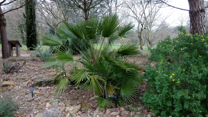 Chamaerops humilis plantplacesimage20170304_162243.jpg