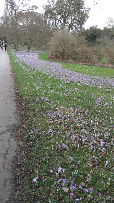 Crocus vernus plantplacesimage20170304_162413.jpg