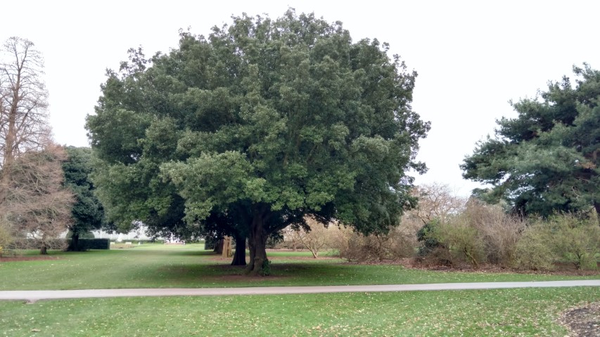 Quercus Ilex plantplacesimage20170304_162515.jpg
