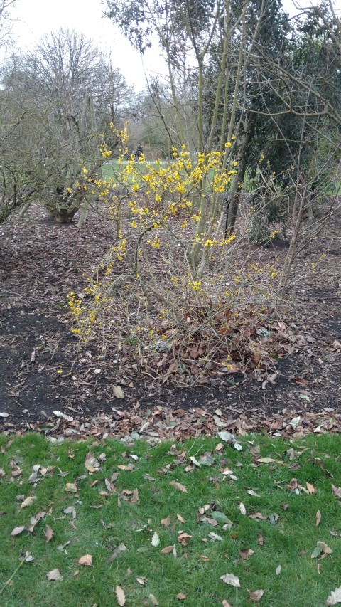 Forsythia x intermedia plantplacesimage20170304_162625.jpg