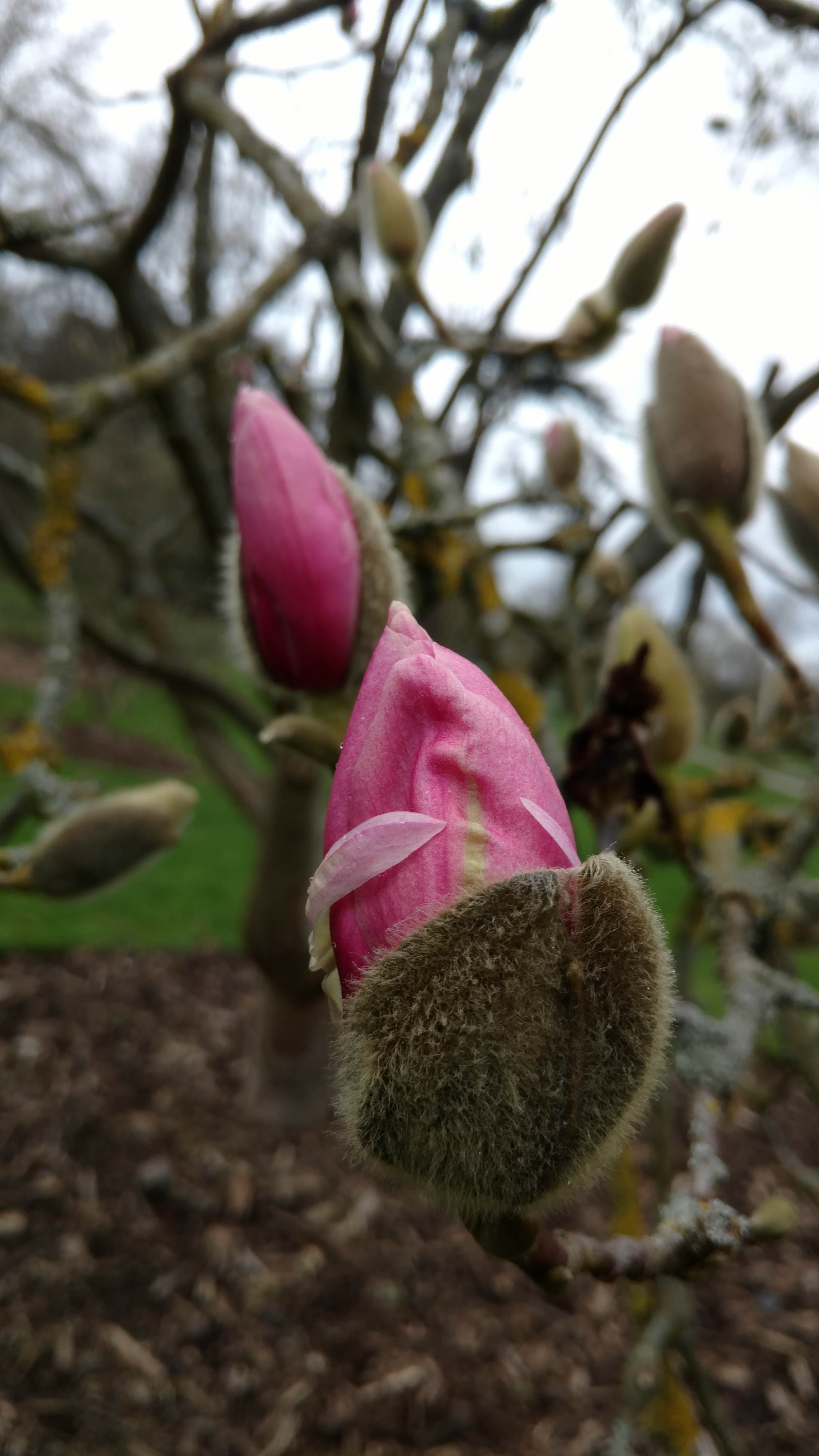 Magnolia sprengeri plantplacesimage20170304_164035.jpg