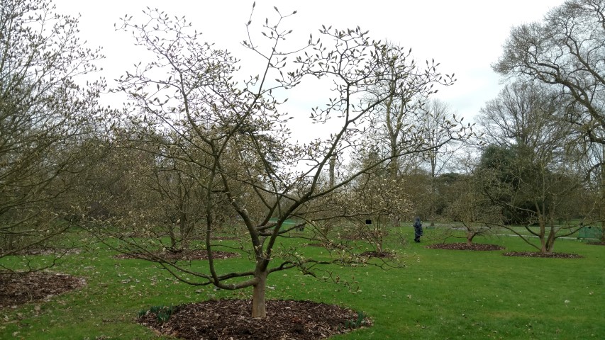 Magnolia cylindrica plantplacesimage20170304_164227.jpg