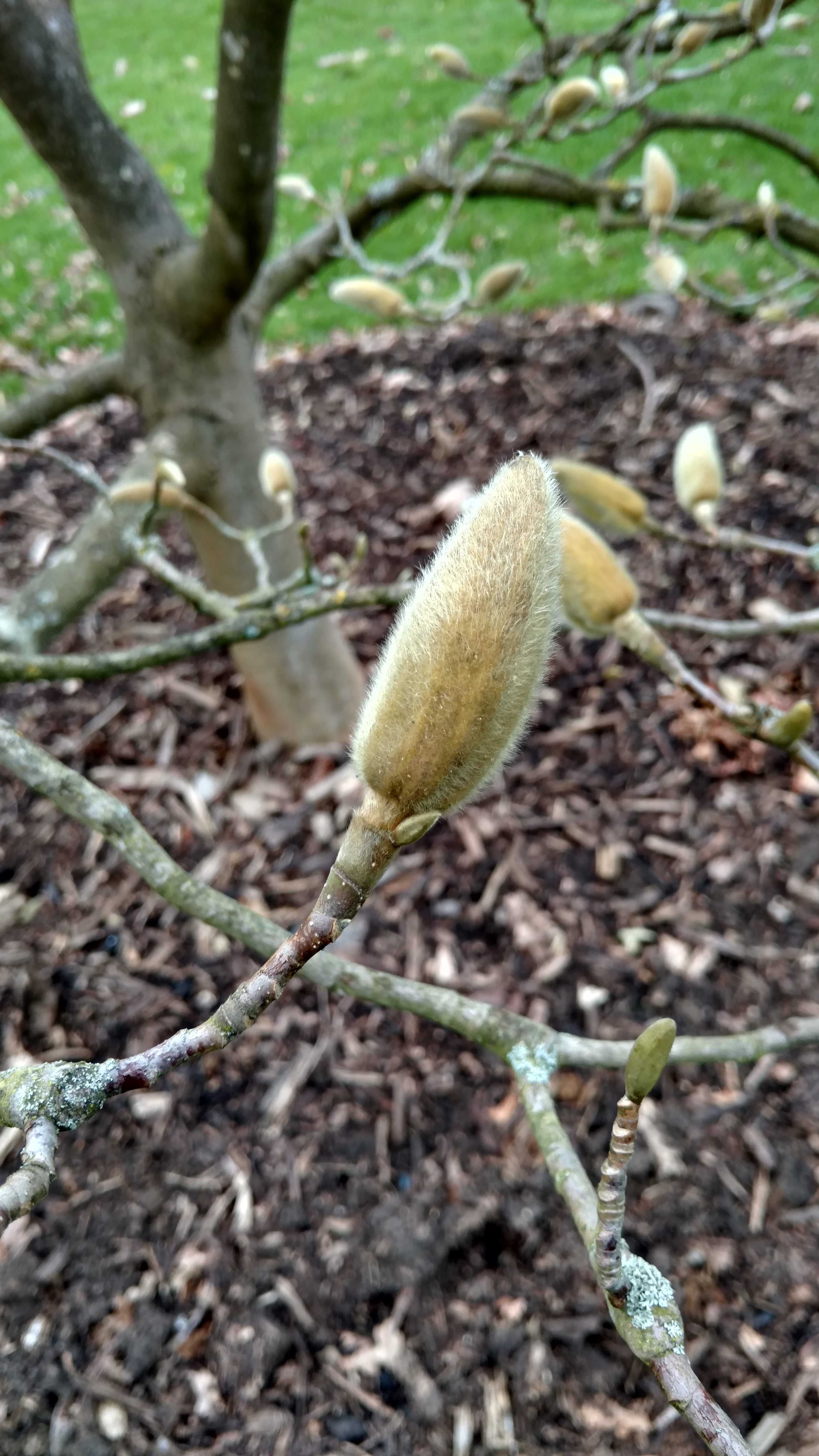 Magnolia cylindrica plantplacesimage20170304_164253.jpg