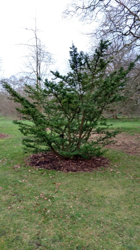 Taxus cuspidata plantplacesimage20170304_164904.jpg