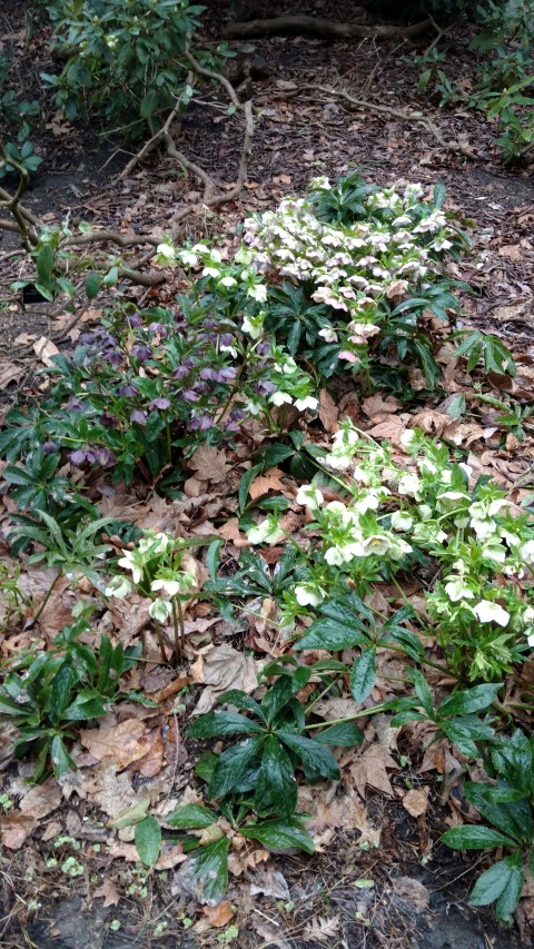 Helleborus orientalis plantplacesimage20170304_165050.jpg