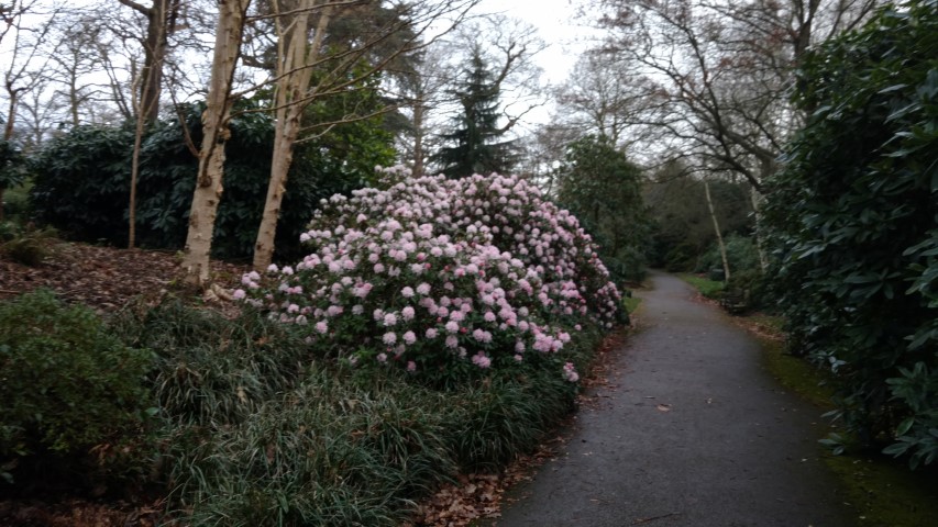 Rhododendron spp plantplacesimage20170304_165622.jpg