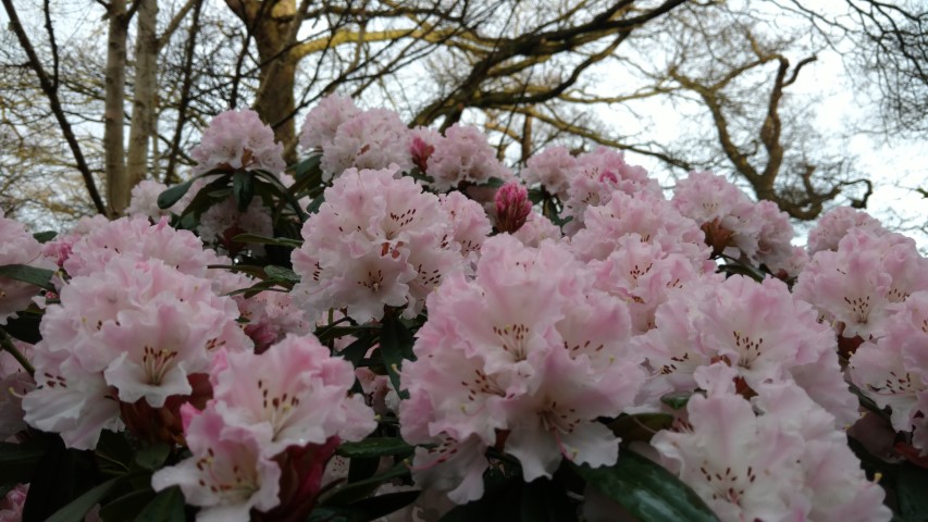 Rhododendron spp plantplacesimage20170304_165724.jpg