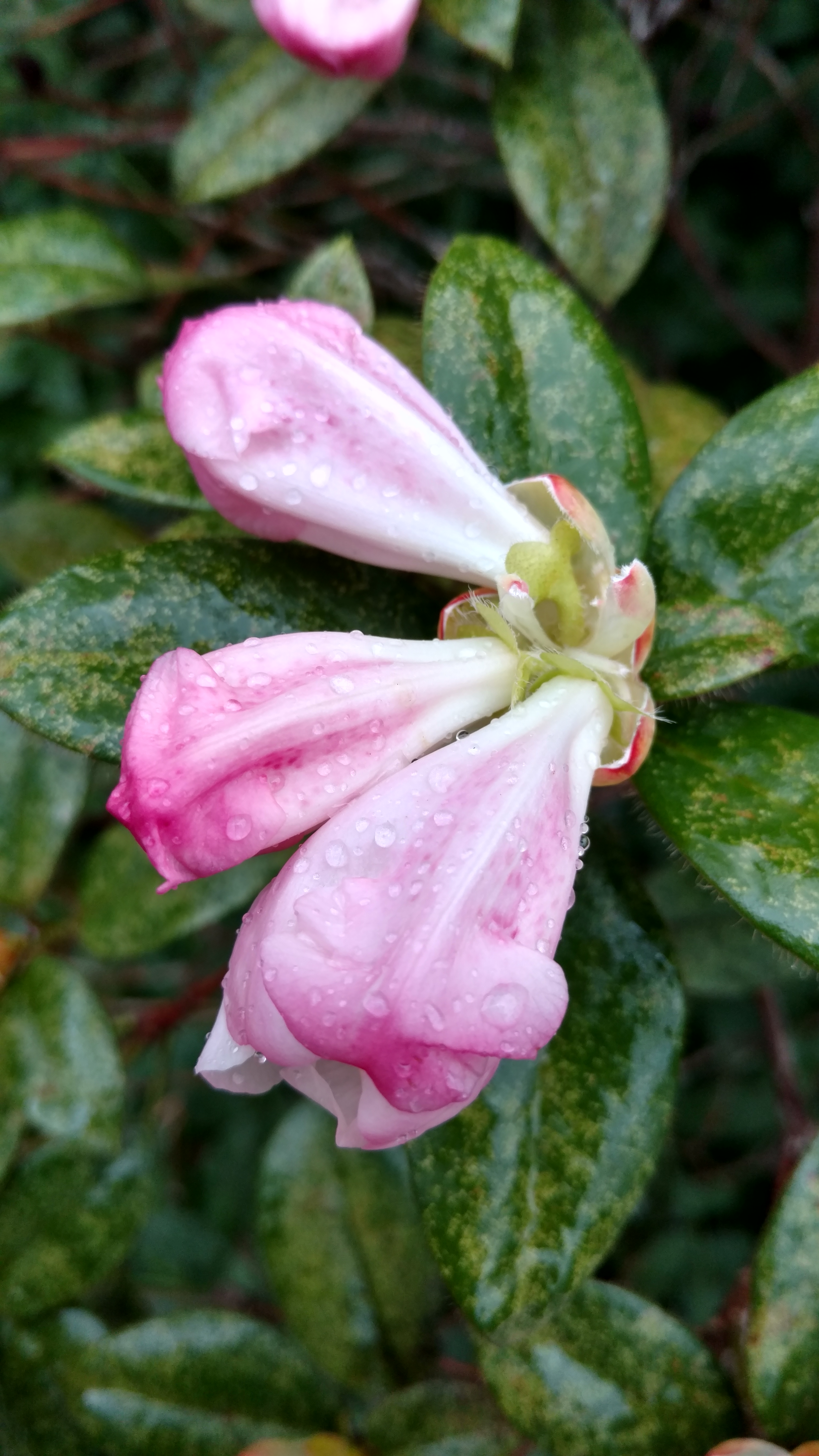 Rhododendron spp. plantplacesimage20170304_165906.jpg