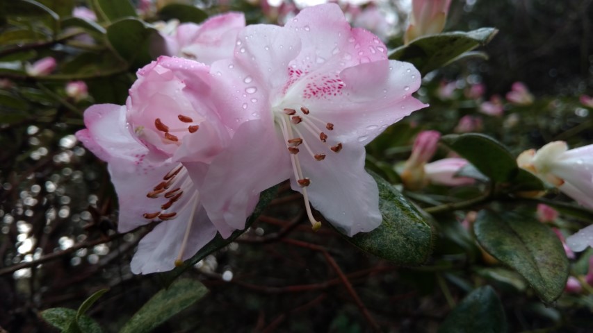 Rhododendron spp. plantplacesimage20170304_165916.jpg