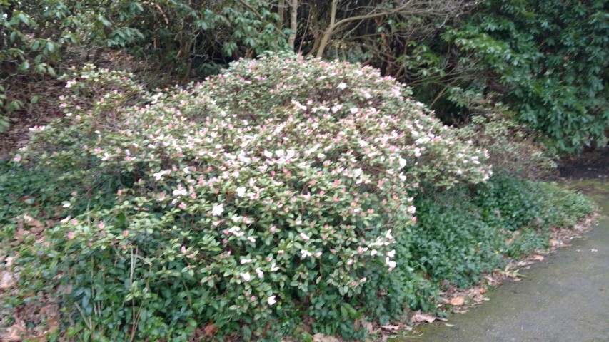 Rhododendron spp. plantplacesimage20170304_165928.jpg