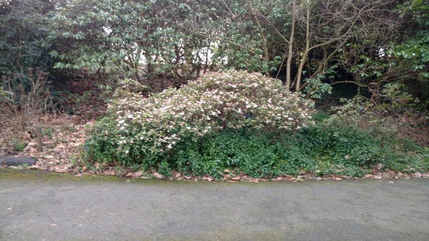 Rhododendron spp. plantplacesimage20170304_165937.jpg