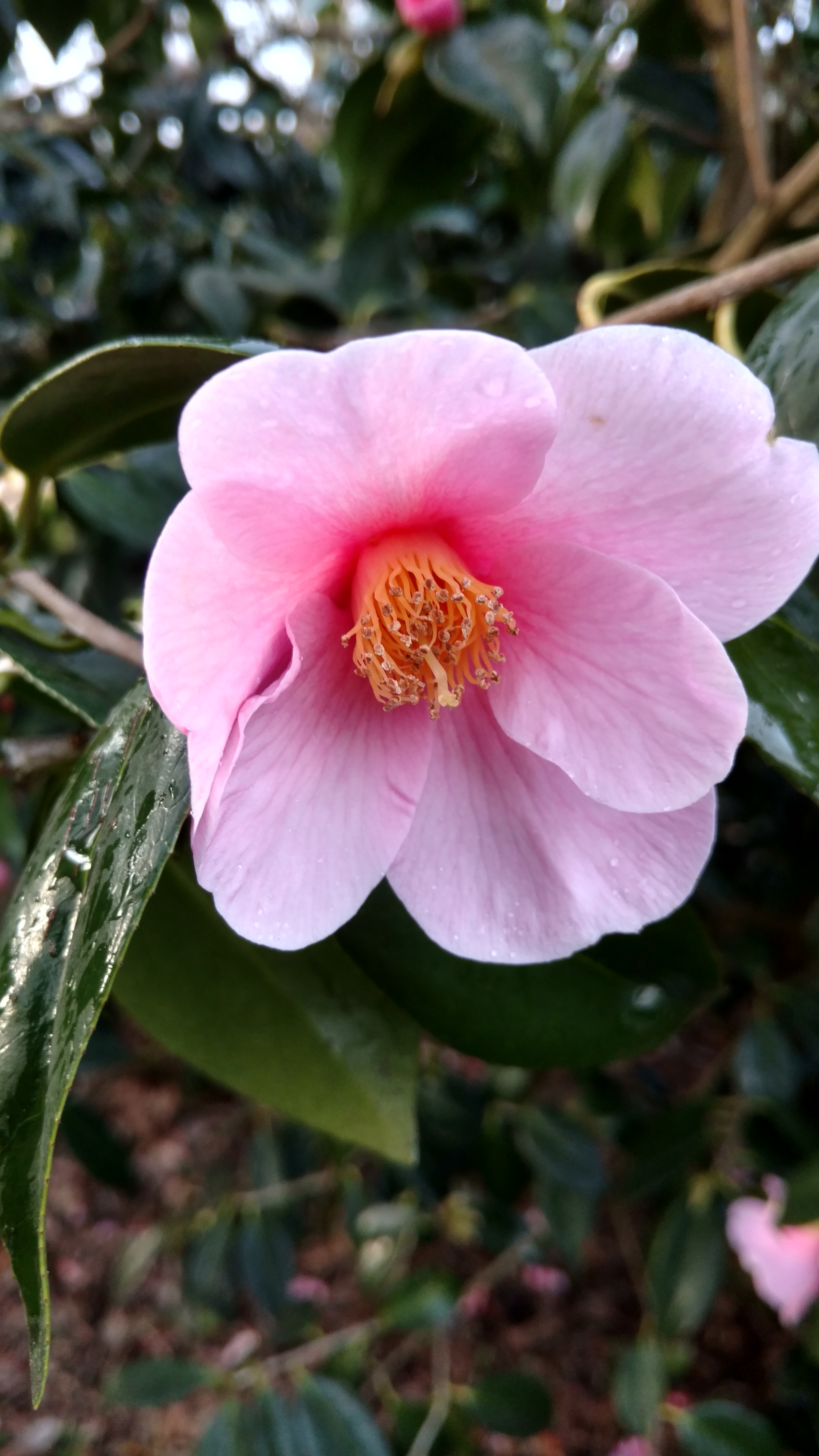 Camellia wabiske plantplacesimage20170304_170110.jpg