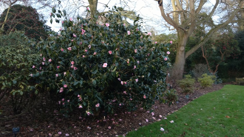 Camellia wabiske plantplacesimage20170304_170125.jpg