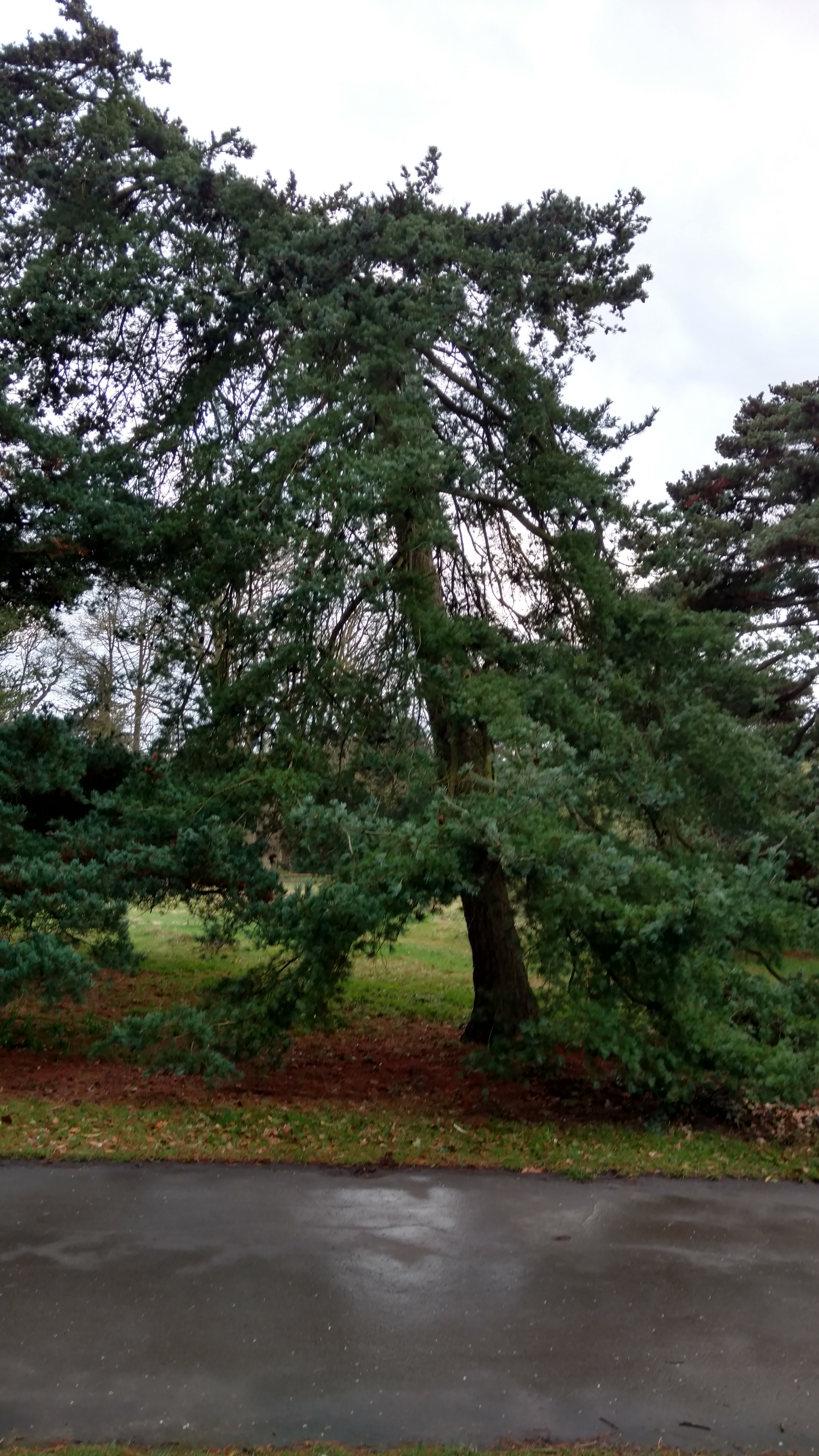 Pinus parviflora plantplacesimage20170304_170619.jpg