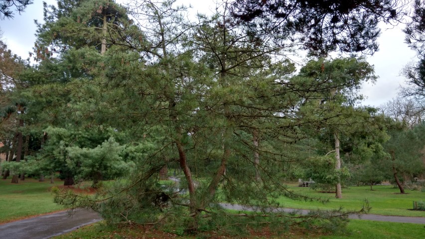 Pinus tabuliformis plantplacesimage20170304_170718.jpg