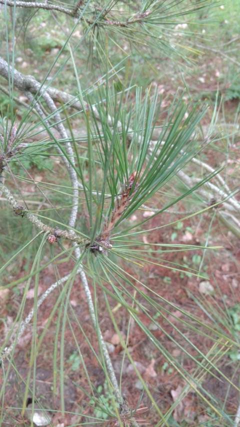 Pinus tabuliformis plantplacesimage20170304_170825.jpg