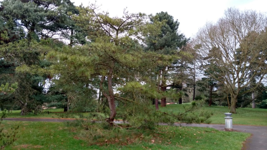 Pinus tabuliformis plantplacesimage20170304_170837.jpg