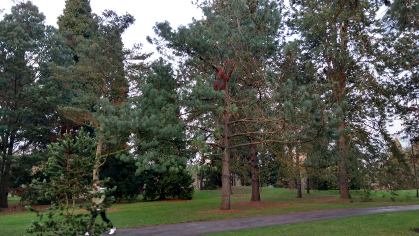 Pinus pseudostrobus plantplacesimage20170304_171326.jpg