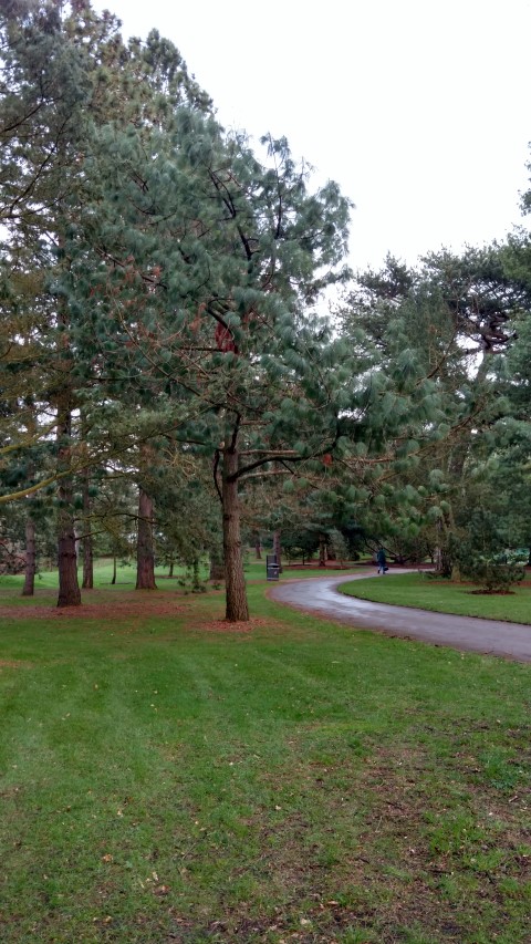 Pinus pseudostrobus plantplacesimage20170304_171408.jpg