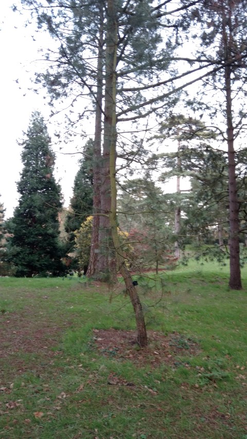 Pinus pinaster plantplacesimage20170304_171600.jpg