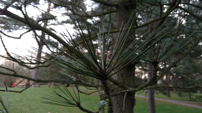Pinus jeffreyi plantplacesimage20170304_172136.jpg