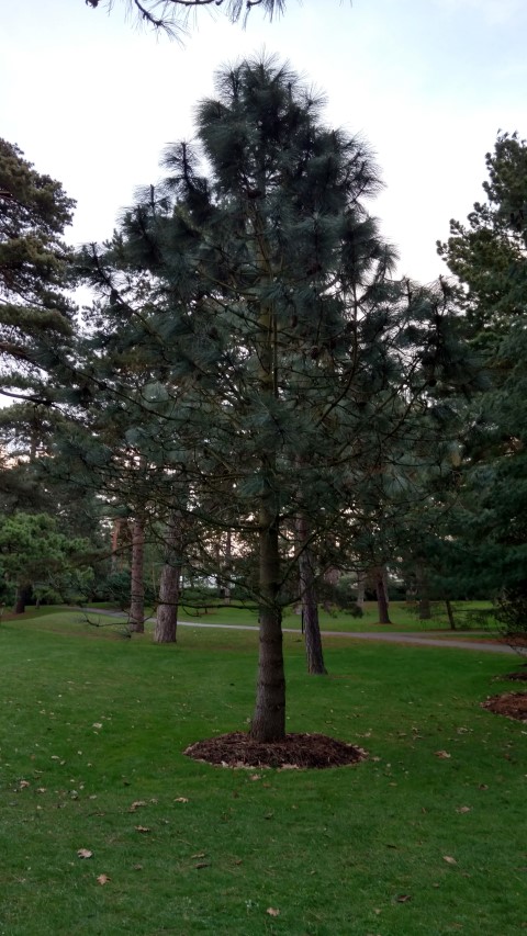 Pinus jeffreyi plantplacesimage20170304_172207.jpg