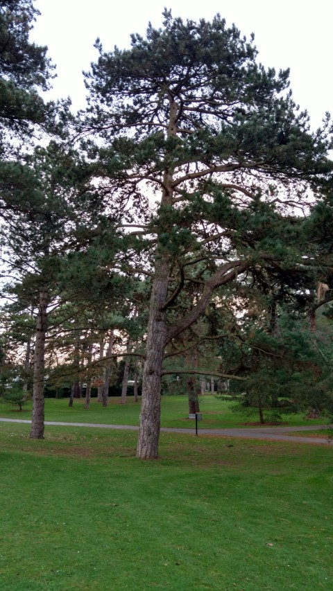 Pinus nigra plantplacesimage20170304_172258.jpg