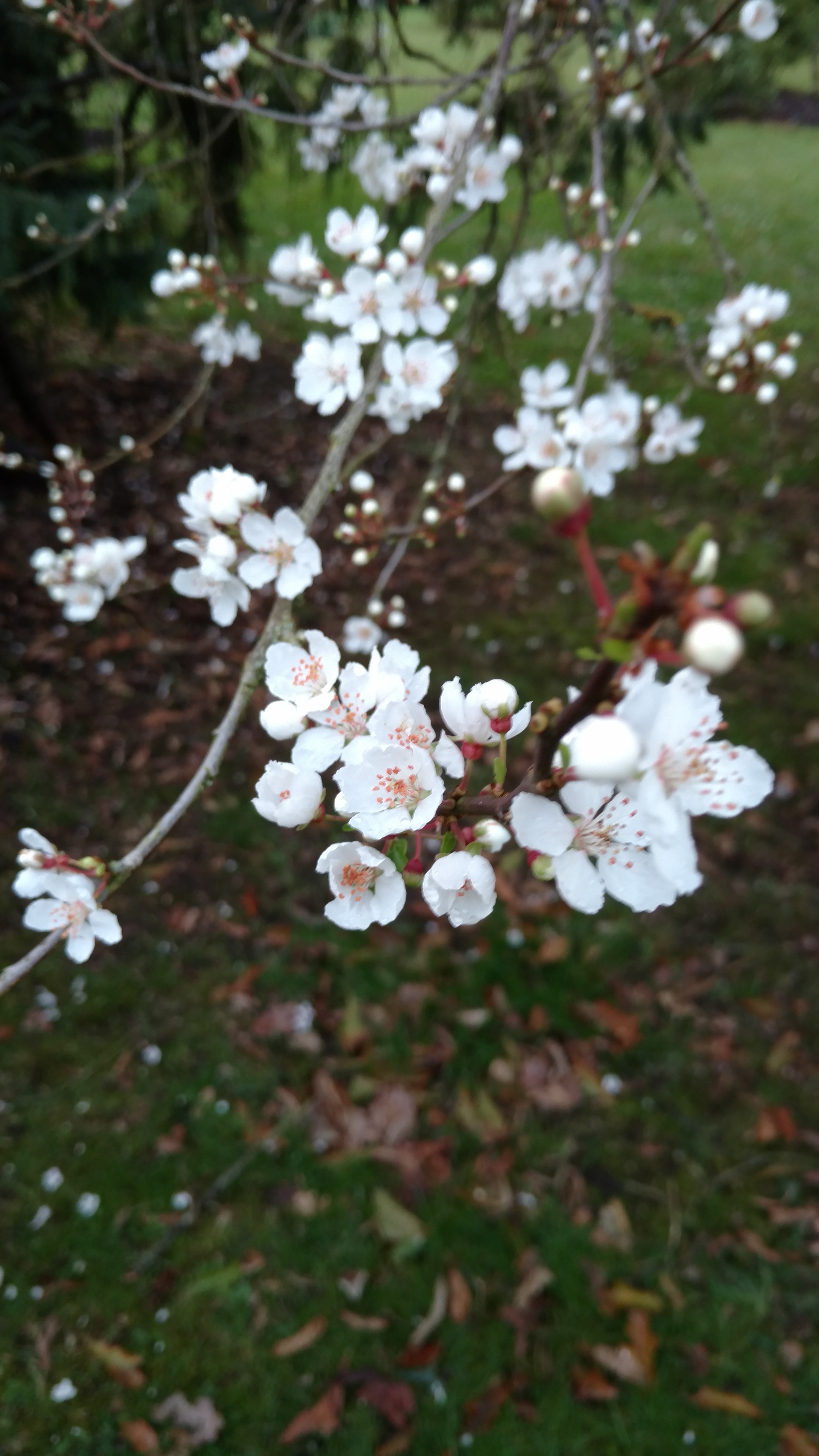 Prunus cerasifera plantplacesimage20170304_172524.jpg