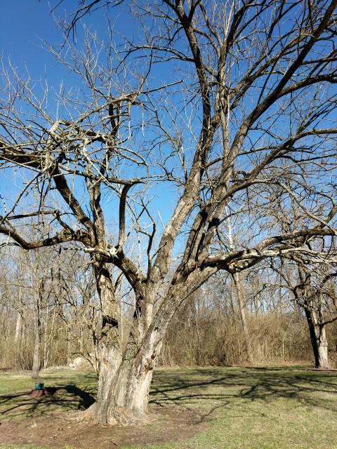 Maclura pomifera plantplacesimage20170310_095935.jpg