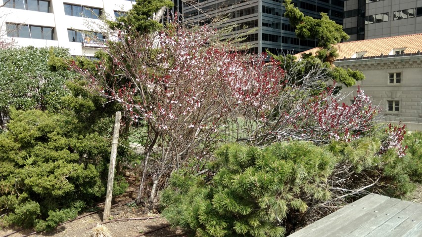 Prunus cerasifera plantplacesimage20170414_111651.jpg