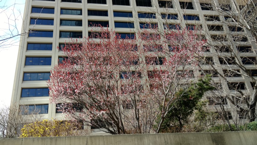 Prunus cerasifera plantplacesimage20170414_111753.jpg