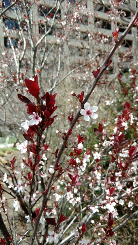 Prunus cerasifera plantplacesimage20170414_112619.jpg