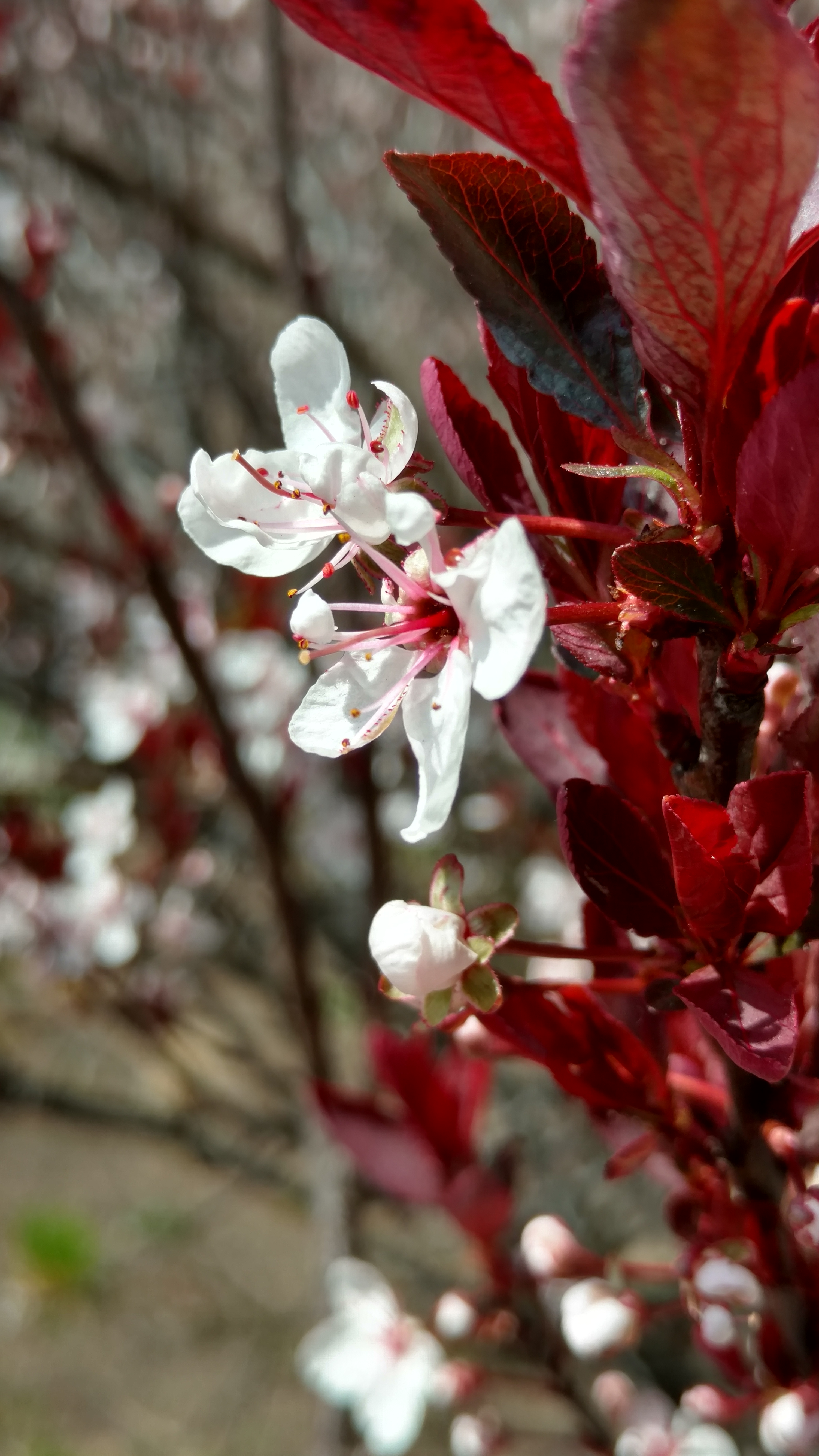 Prunus cerasifera plantplacesimage20170414_112638.jpg